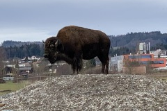 thumbs_IMG_5270-Kopie